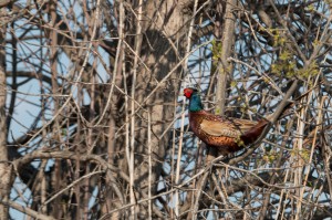 Обыкновенный фазан (Phasianus colchicus)                