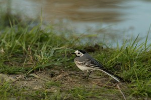 Трясогузка белая (Motacilla alba)        