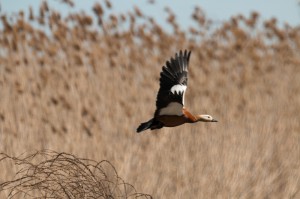 Огарь (Tadorna ferruginea)         