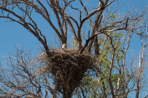 Орлан-белохвост (Haliaeetus albicilla)                        