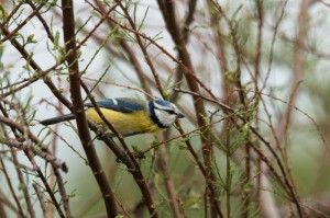 Обыкновенная лазоревка (Cyanistes caeruleus)           