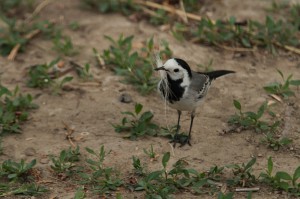 Трясогузка белая (Motacilla alba)             
