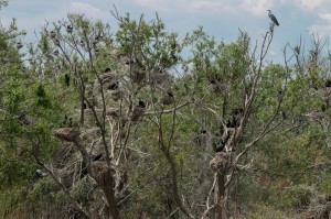 Колония больших бакланов (Phalacrocorax carbo)             