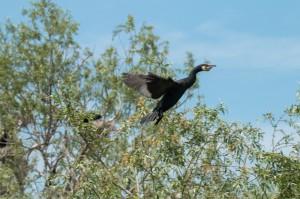 Большой баклан (Phalacrocorax carbo)             