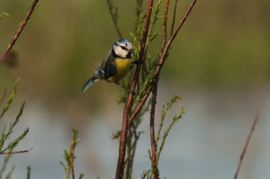 Обыкновенная лазоревка (Cyanistes caeruleus)              