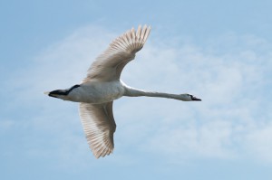 Лебедь-шипун (Cygnus olor)               