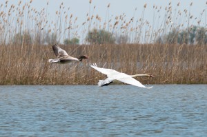 Лебедь-шипун (Cygnus olor) и серый гусь (Anser anser)                