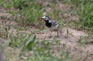 Белая трясогузка (Motacilla alba)
