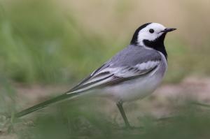 Белая трясогузка (Motacilla alba)