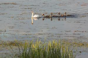 Лебедь-шипун (Cygnus olor).