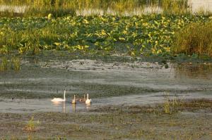 Лебедь-шипун (Cygnus olor).