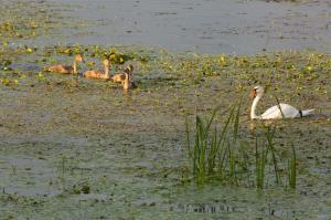 Лебедь-шипун (Cygnus olor).