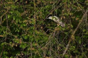 Кваква (Nycticorax nycticorax)