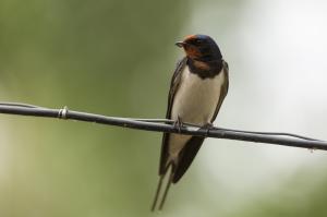 Деревенская ласточка (Hirundo rustica)