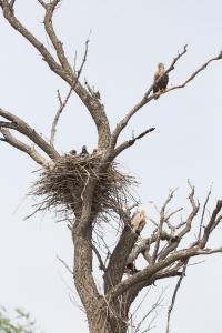 Орлан-белохвост (Haliaeetus albicilla) с выводком