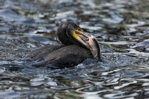 Большой баклан (Phalacrocorax carbo).