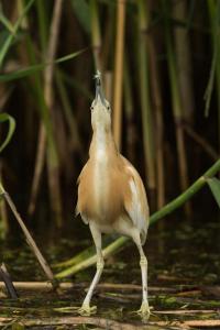 Жёлтая цапля (Ardeola ralloides).