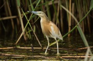 Жёлтая цапля (Ardeola ralloides).