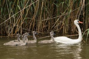 Лебедь-шипун (Cygnus olor).