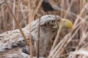 Орлан-белохвост(Haliaeetus albicilla)