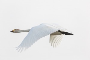 Лебедь - кликун (Cygnus cygnus)