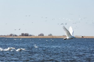Лебеди-шипуны (Cygnus olor)