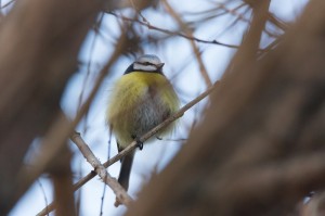 Лазоревка (Cyanistes caeruleus)