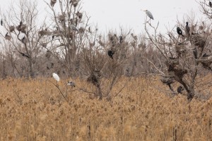 Серые цапли (Ardea cinerea), большая белая цапля (Ardea alba), большие бакланы (Phalacrocorax carbo)