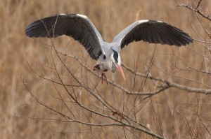 Серая цапля (Ardea cinerea)