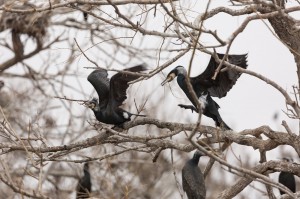 Большие бакланы (Phalacrocorax carbo)