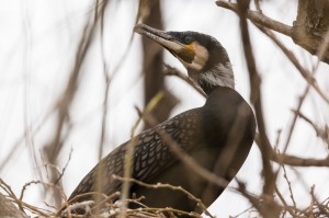 Большие бакланы (Phalacrocorax carbo)