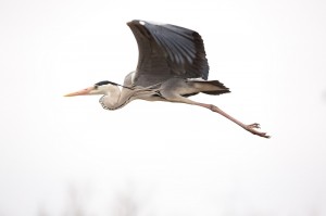 Серая цапля (Ardea cinerea)