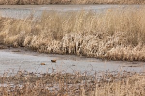 Огари (Tadorna ferruginea)