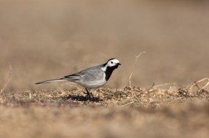 Белая трясогузка (Motacilla alba)