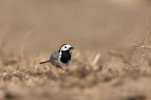 Белая трясогузка (Motacilla alba)