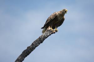 Орлан-белохвост (Haliaeetus albicilla)