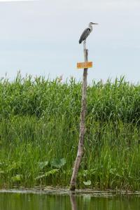 Серая цапля (Ardea cinerea).