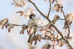 Воробей (Fringilla domestica)