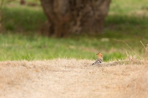 Удод (Upupa epops)