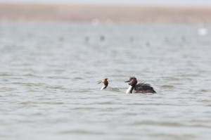 Большая поганка, или чомга (Podiceps cristatus)
