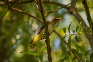 Самка иволги обыкновенной (Oriolus oriolus)                     