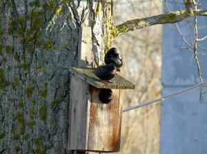Обыкновенный скворец (Sturnus vulgaris)
