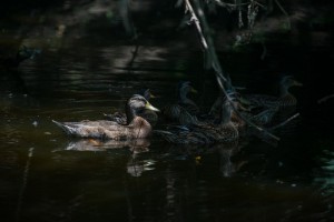 Кряквы (Anas platyrhynchos)                 