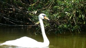 Лебедь-кликун (Cygnus cygnus).