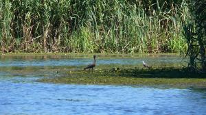 Каравайка (Plegadis falcinellus).