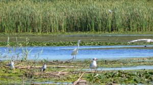 Большая белая цапля (Ardea alba).