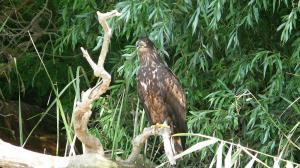 Орлан-белохвост (Haliaeetus albicilla). 