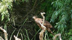 Орлан-белохвост (Haliaeetus albicilla). 