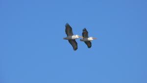 Кудрявые пеликаны(Pelecanus crispus).