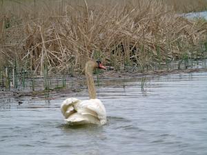 Лебедь-шипун (Cygnus olor)